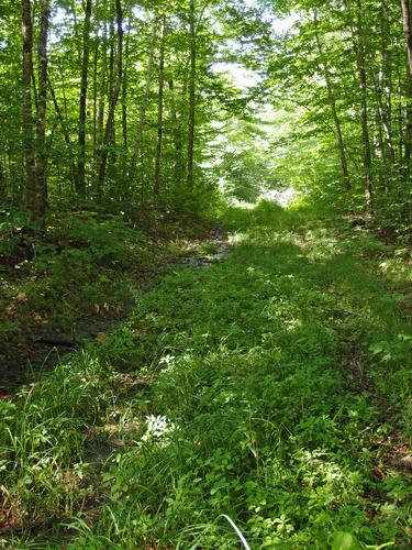 overgrown Profile Recreation Trail near Mount Lafayatte in New Hampshire