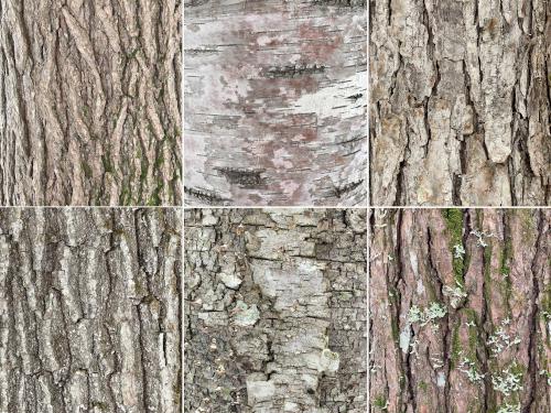 bark art in February at Proctor Wildlife Sanctuary near Center Harbor in central New Hampshire