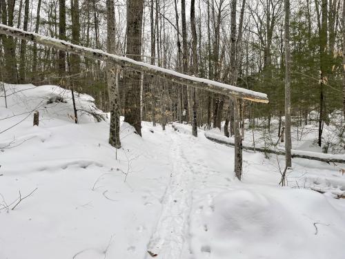 fallen tree across the trail in February at Proctor Wildlife Sanctuary near Center Harbor in central New Hampshire