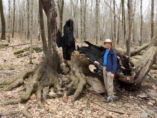 burnt Elephant Tree at Putney Mountain in southern Vermont