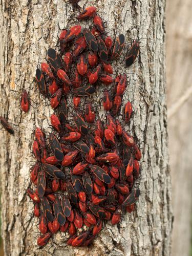 a swarm of adult-and-nymph Boxelder Bugs (Boisea tririttata) at Quechee Gorge in eastern Vermont