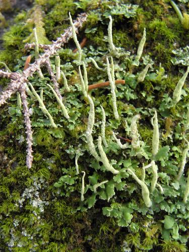 Common Powderhorn lichen