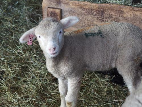 baby sheep in March at Ramblin Vewe Farm in the Lakes Region of New Hampshire