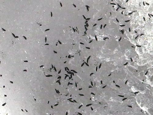 snow fleas in March at Ramblin Vewe Farm in the Lakes Region of New Hampshire