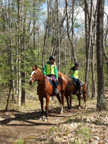 horses at Moore-Randall-Williams Wilderness in Hampstead, New Hampshire