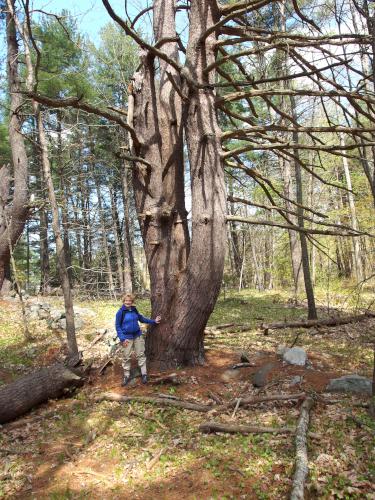 huge pine at Moore-Randall-Williams Wilderness in Hampstead, New Hampshire