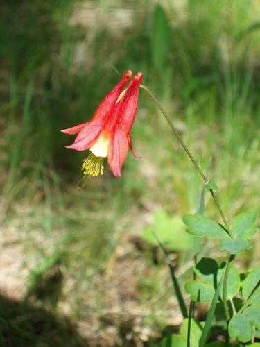 Wild Columbine flower