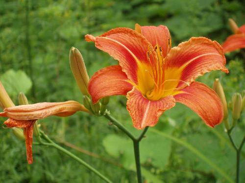 Day Lily flower