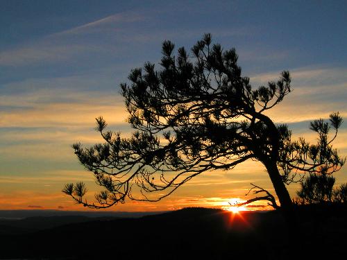 pine tree and sunset on West Rattlesnake Mountain in New Hampshire