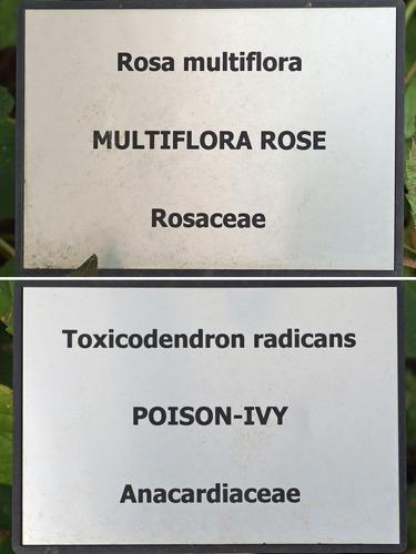 botanical signs on the Bob Horton Loop Trail at Rattlesnake Hill in eastern Massachusetts