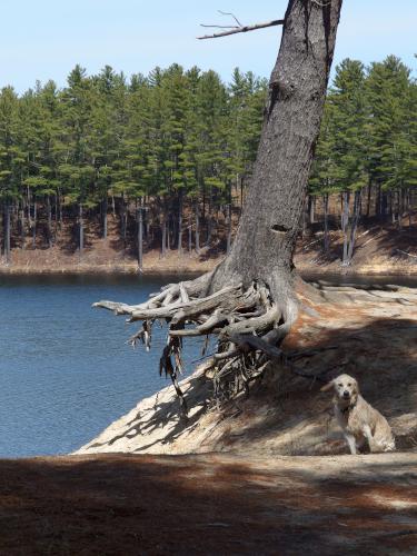 a poor tree loosing the ground beneath it at Clough State Park in southern New Hampshire
