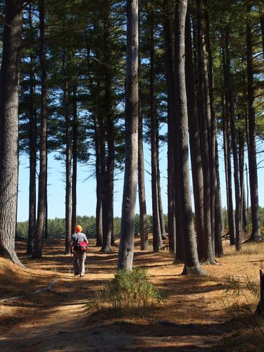 Dick walks into the pine-tree forest on a peninsula at Everett Lake in southern NH