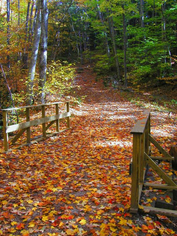 muted fall color carpets a bridge on the trail to Red Hill in New Hampshire