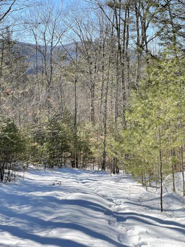 trail in February at Red Hill River Conservation Area near Sandwich in central New Hampshire