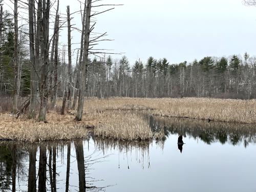 marsh in February in Cow Pond Brook near Red Line Path at Westford in northeast MA