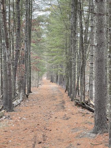 trail in February at Red Line Path near Westford in northeast MA
