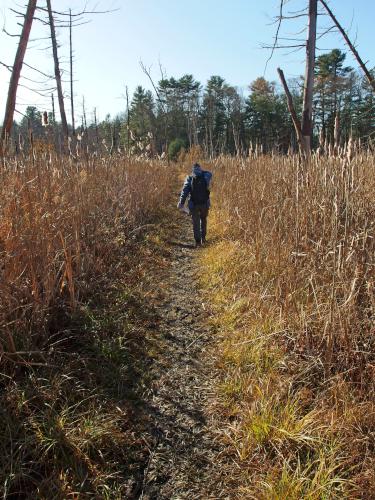 Andee walks the path through Moore's Swamp near the Reformatory Trail near Concord, Massachusetts