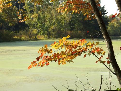 leaf color and duckweed-covered water in September at J Harry Rich State Forest in northeastern Massachusetts