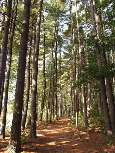 trail at J Harry Rich State Forest in northeastern Massachusetts