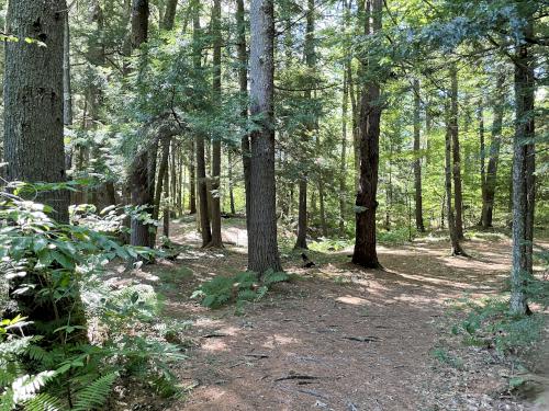 woods in August at Rideout Property in southern New Hampshire