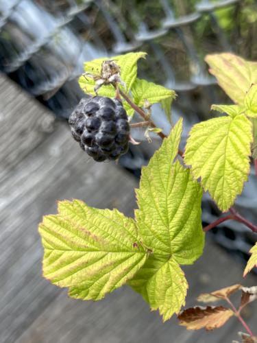 Highbush Blackberry (Rhubus allegheniensis) in June at Nashua Riverwalk in southern NH