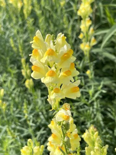 Butter and Eggs (Linaria vulgarus) in June at Nashua Riverwalk in southern NH