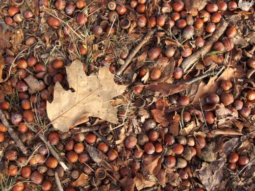 a bumper crop of acorns on the trail in December at Robin Hood Park at Keene in southwest New Hampshire