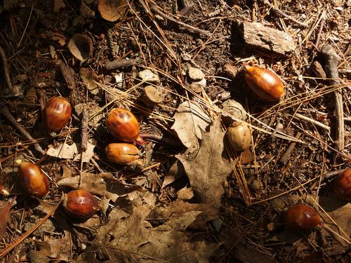 Chestnut Oak acorns in October at Rocky Hill Wildlife Sanctuary in northeastern Massachusetts