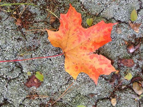 maple leaf in October at Rocky Hill Wildlife Sanctuary in northeastern Massachusetts