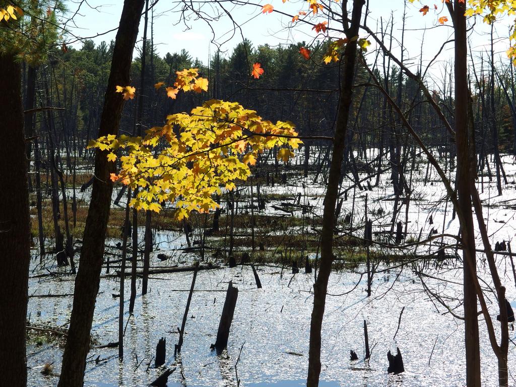 marshy pond in October at Rocky Hill Wildlife Sanctuary in northeastern Massachusetts