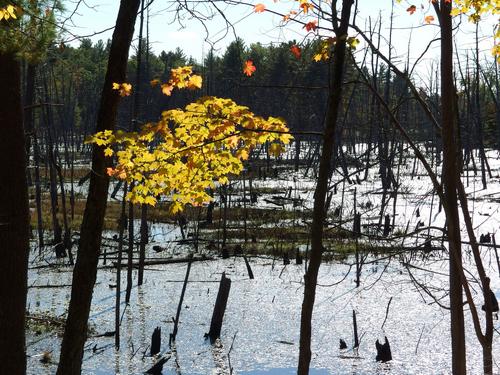 marshy pond in October at Rocky Hill Wildlife Sanctuary in northeastern Massachusetts
