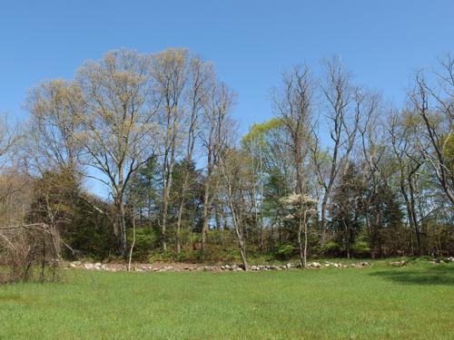 meadow at Rocky Narrows Reservation in eastern Massachusetts