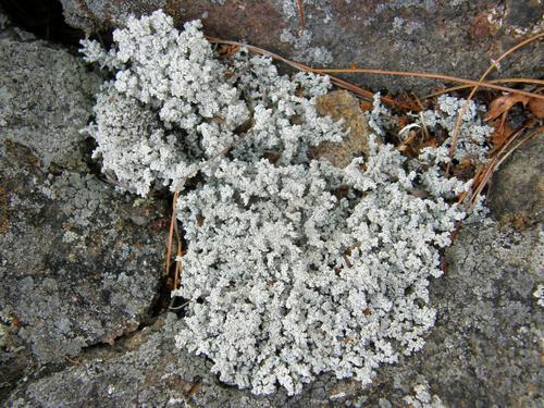 probably: Rock Foam Lichen (Stereocaulon saxatile)