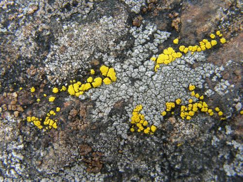 probably: Common Goldspeck Lichen (Candelariella vitellina)