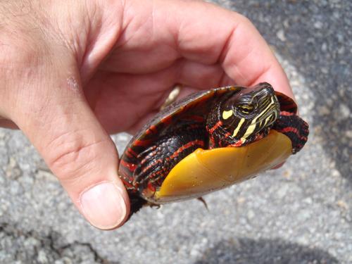 Painted Turtle in April near the trailhead to Rose Mountain in New Hampshire