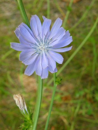 Chickory (Chicorium intybus) growing in August on the trail to Mount Rosebrook in New Hampshire