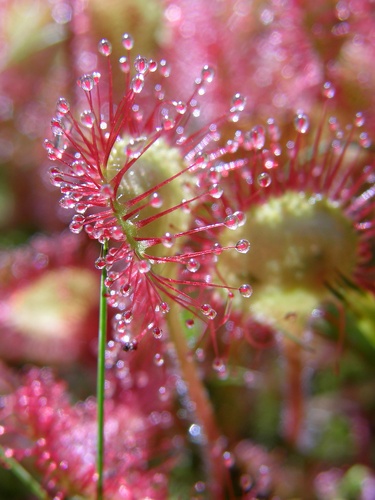 Round-leaved Sundew on Mount Rosebrook in New Hampshire