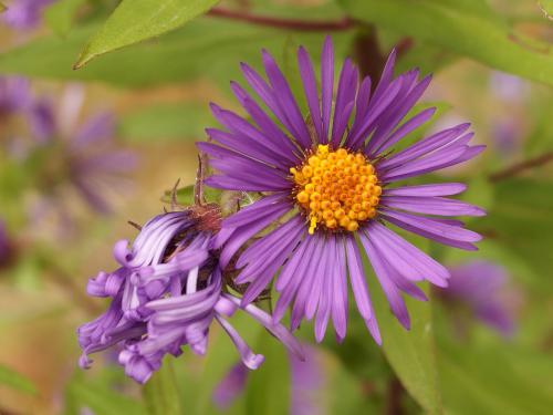 New England Aster in October at Rough Meadows Wildlife Sanctuary in northeast Massachusetts