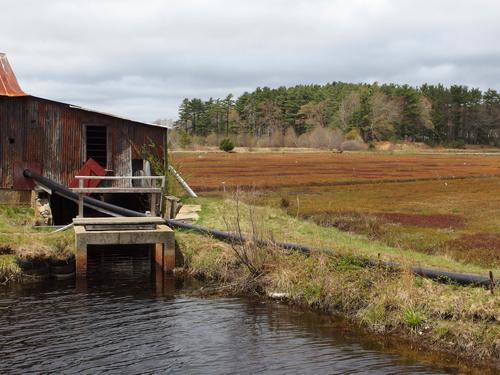 cranberry bog and pump house in May at Round Pond Conservation Land in eastern Massachusetts