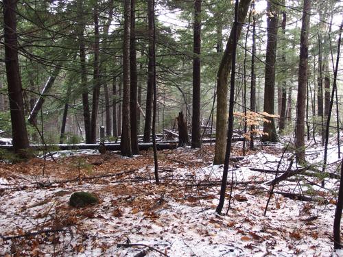 open woods in November on a bushwhack to Round Top in the White Mountains of New Hampshire
