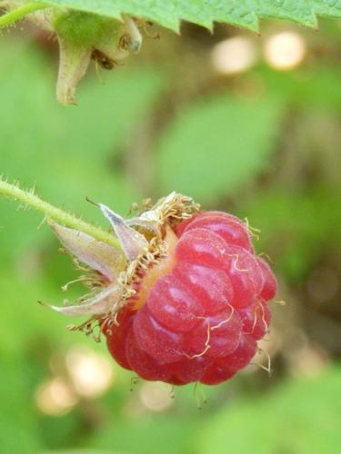 red raspberry in a huge field on Rowes Hill in New Hampshire