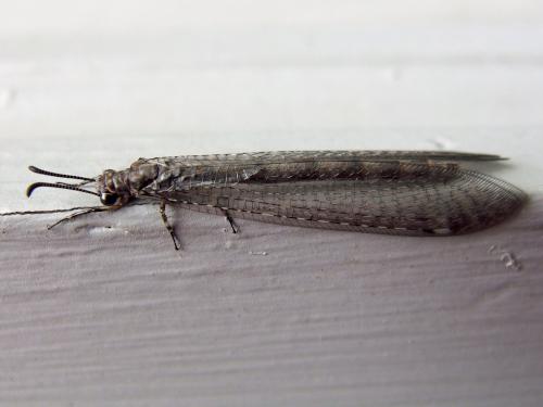 unknown bug in June near Russell Mill Pond and Town Forest in northeastern Massachusetts