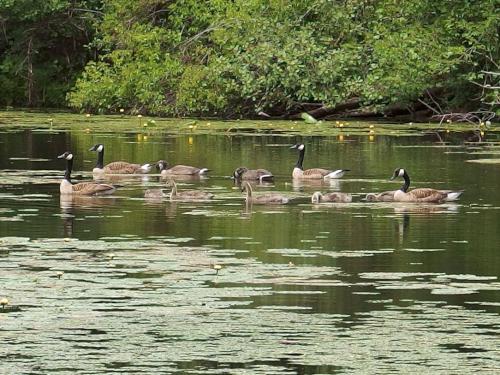 geese at Russell Mill Pond and Town Forest in northeastern Massachusetts