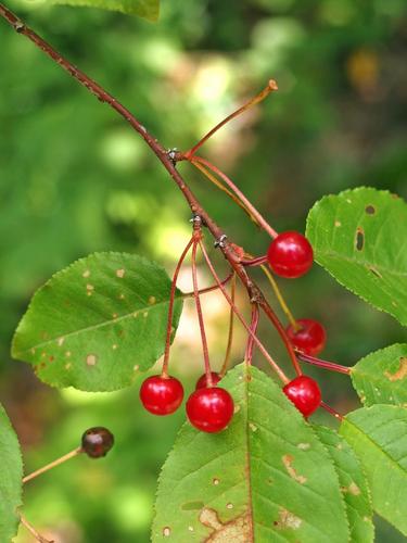 berries of Sweet Cherry (Prunus avium) on Russell Crag near Franconia Notch in New Hampshire