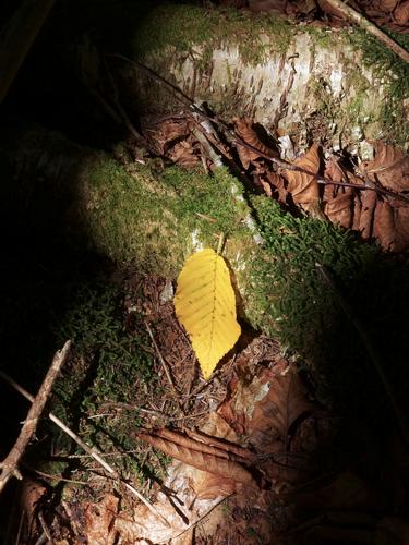 a shaft of sunlight singles out an early fall leaf in the woods of Sachem Peak in NH