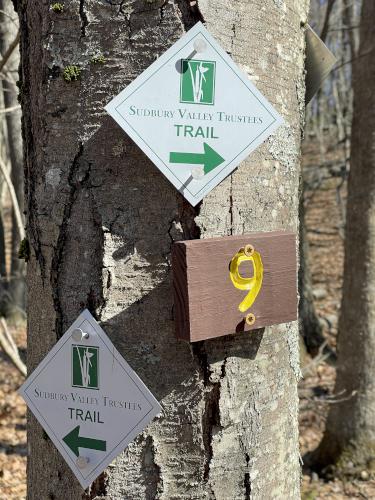 trail junction number in March at Saddle Hill Nature Walk in eastern Massachusetts
