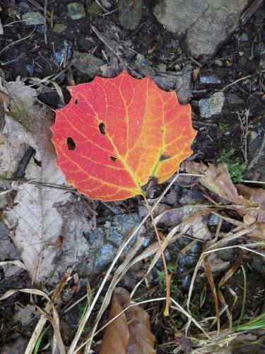 colored leaf at Saddle Ball Mountain in western Massachusetts
