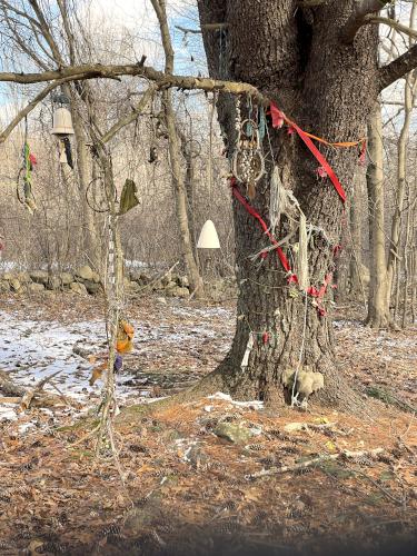 memorial offerings in February at Sagamore Hill in northeast MA