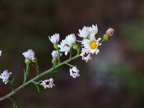 Calico Aster (Aster vimineus) in October at Salem Town Forest in Salem, New Hampshire