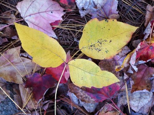 Poison Ivy in fall-foliage color at Salem Town Forest in Salem, New Hampshire